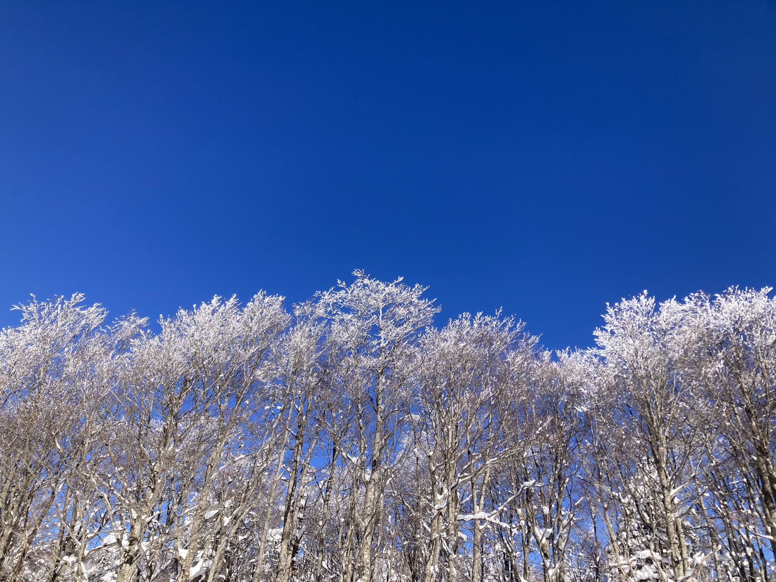 新年おめでとうござます